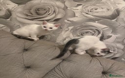 British Shorthair cats for sale: 2 males kitten MUST be Homed together  - Image 5