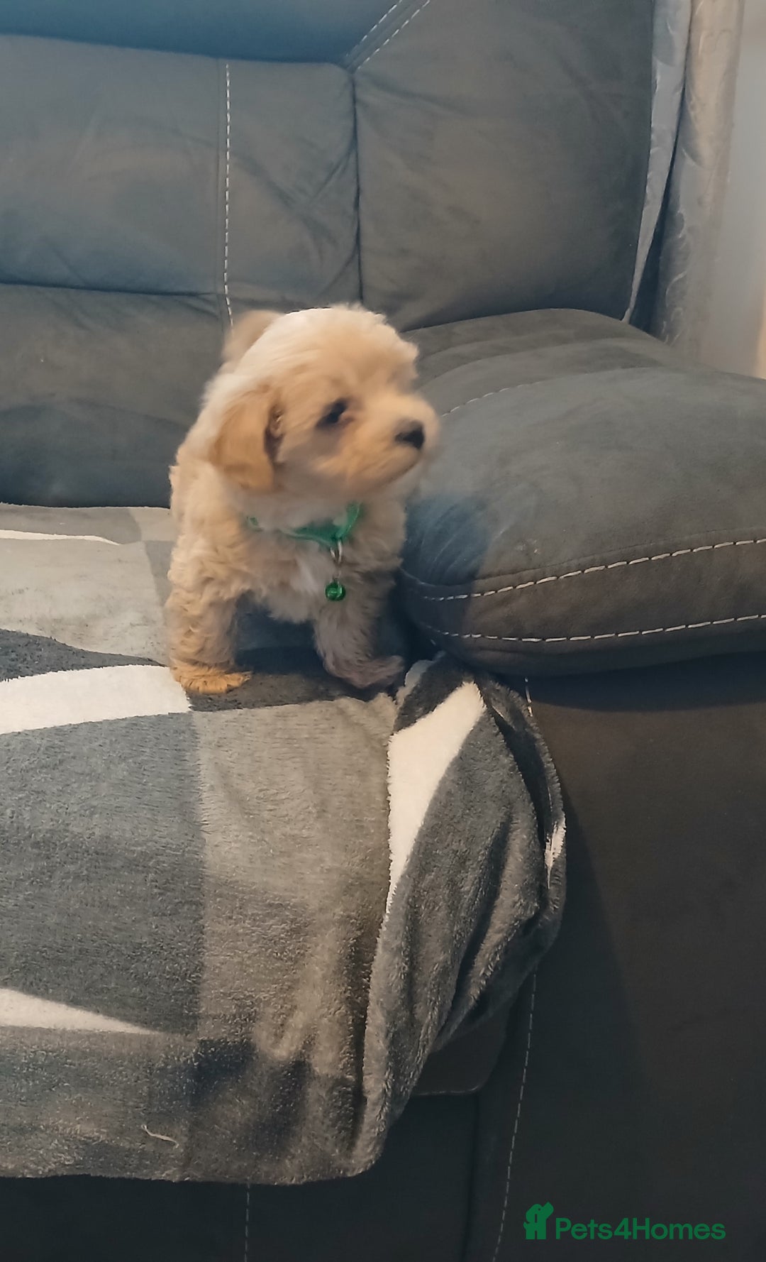 Maltipoo dogs for sale: Maltipoo puppies - Advert 7