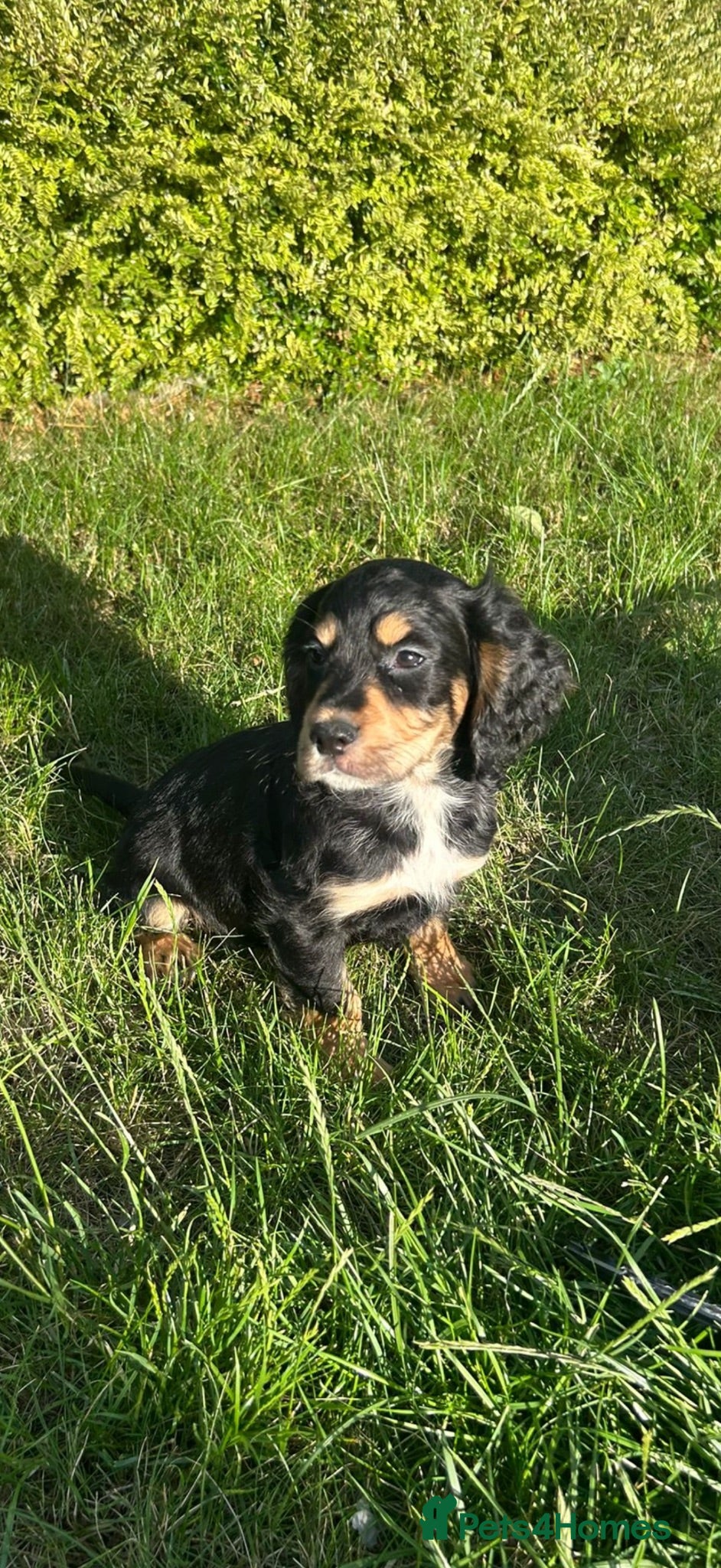 Cocker Spaniel dogs Cocker spaniel puppies - Advert 2