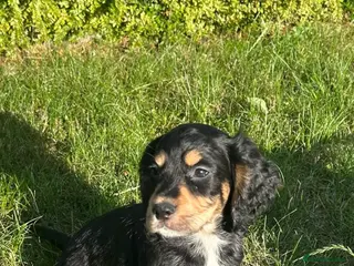 Cocker Spaniel dogs Cocker spaniel puppies - Advert 2