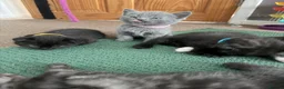 Mixed Breed cats for sale: GORGEOUS British Shorthair& ScottishFold Kittens - Advert 12
