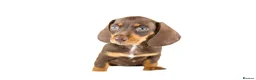 Miniature Dachshund dogs for sale: Kc reg miniature dachshunds  - Advert 25