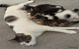 Oriental cats for sale: Beautiful kitten  - Image 3