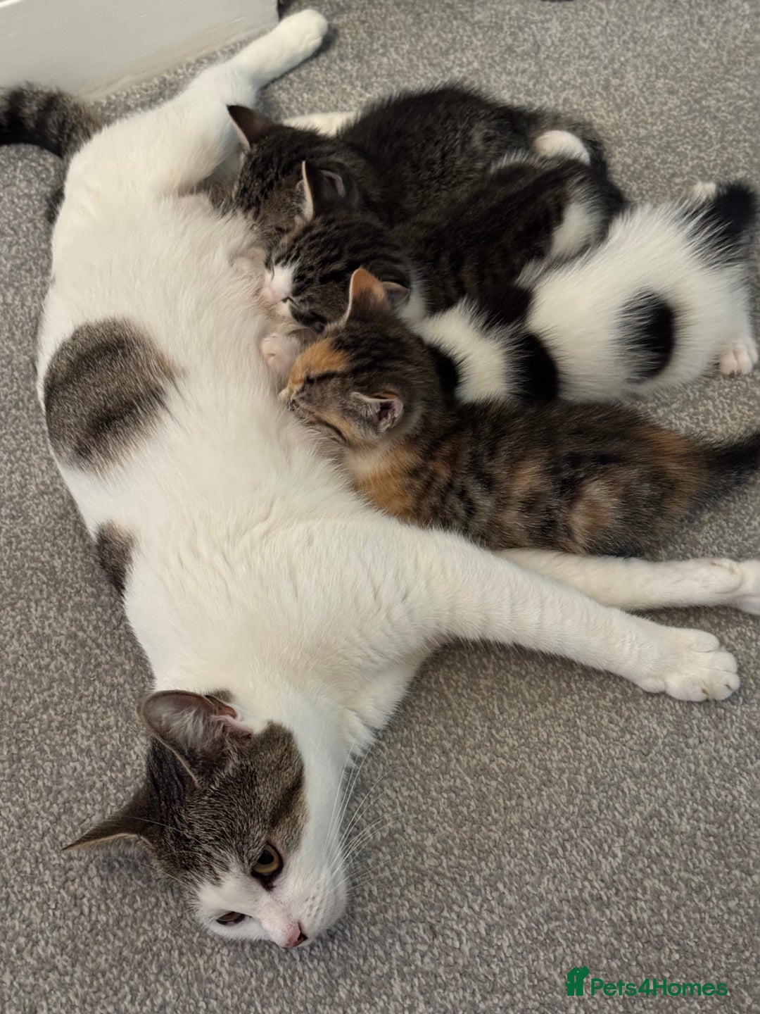 Oriental cats for sale: Beautiful kitten  - Image 3
