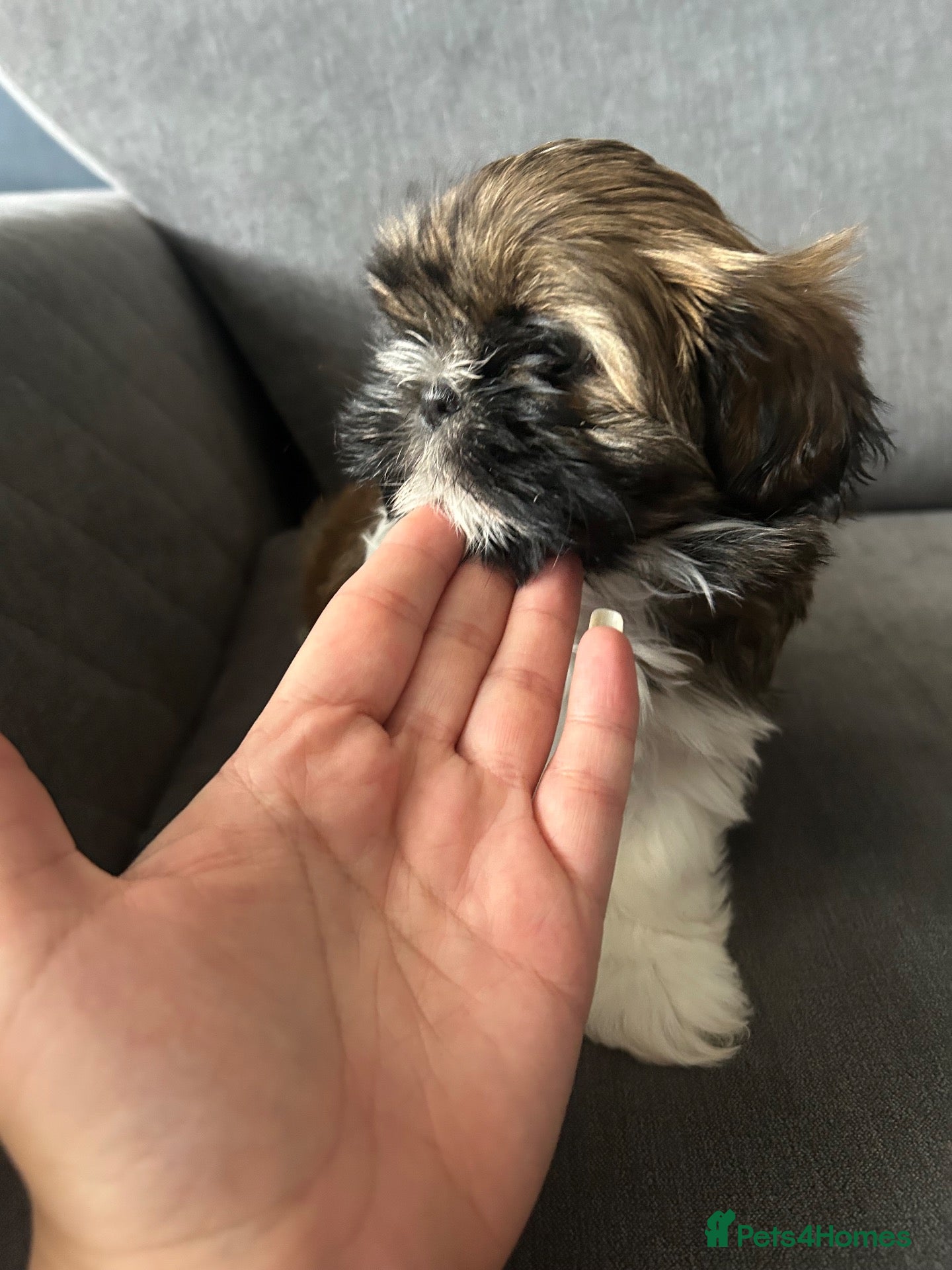 Shih Tzu dogs Shih Tzu puppies ready now 1 f and 2 males left - Advert 2