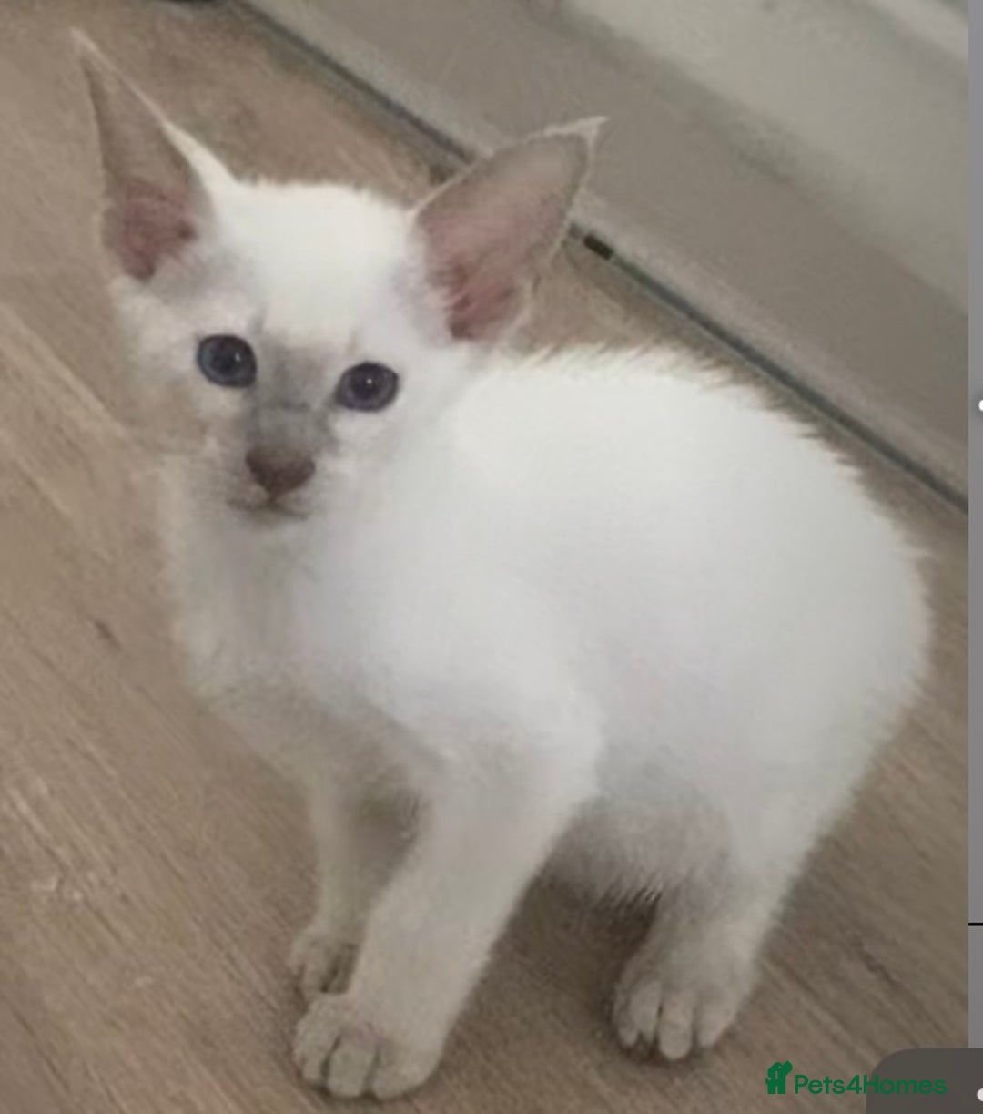 Mixed Breed cats for sale: Oriental / Siamese  - Image 3
