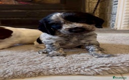 Cocker Spaniel dogs for sale: 2 blue roan cocker spaniel puppies &tri colour pup - Image 9