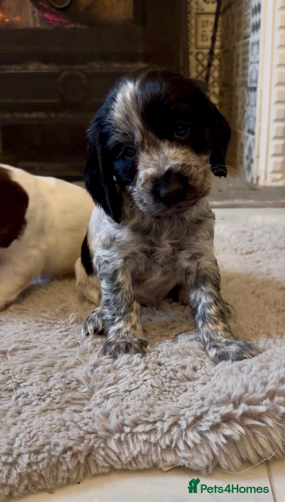 Cocker Spaniel dogs for sale: 2 blue roan cocker spaniel puppies &tri colour pup - Image 9