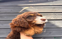 Cocker Spaniel dogs for sale: 💜COCKER SPANIEL PUPPY💜 - Image 2