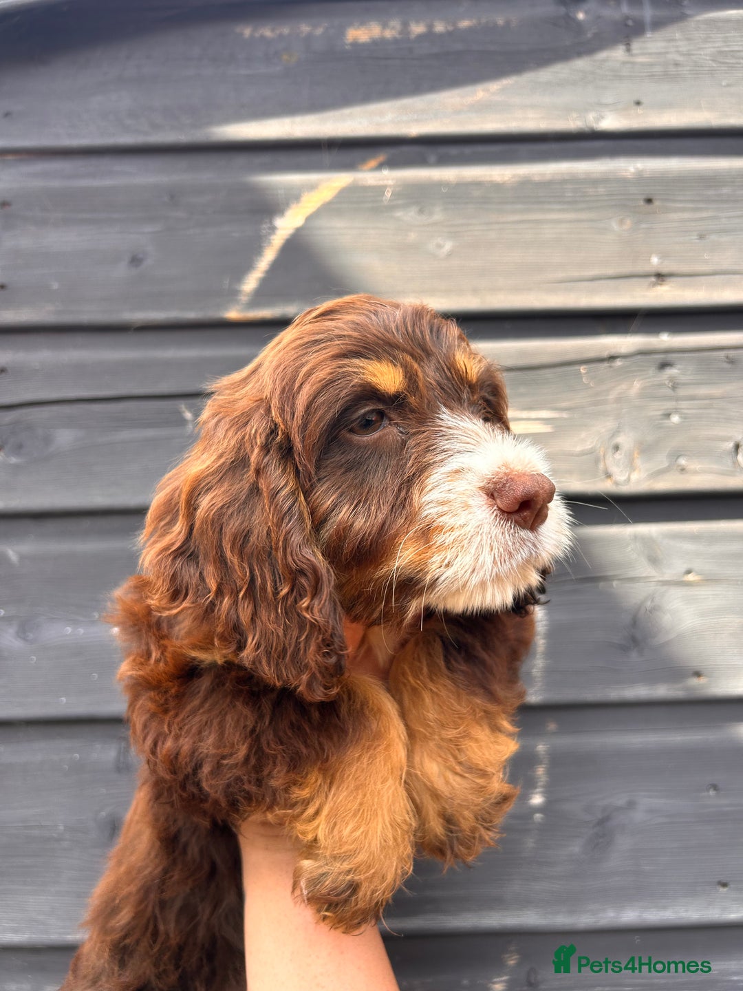 Cocker Spaniel dogs for sale: 💜COCKER SPANIEL PUPPY💜 - Image 2