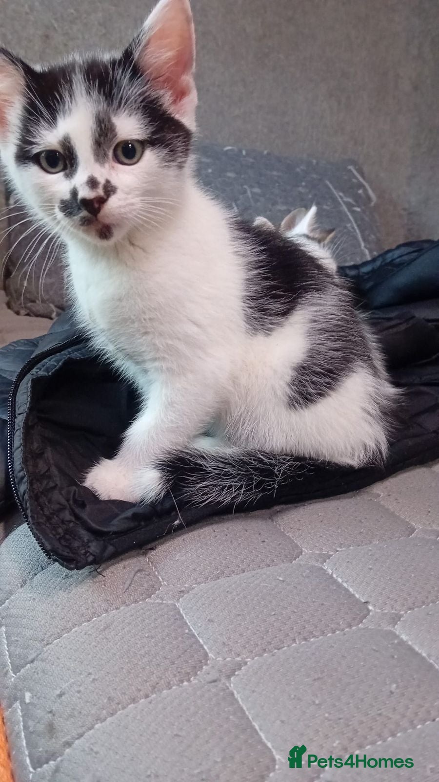 Mixed Breed cats Friendly kitten - Advert 2