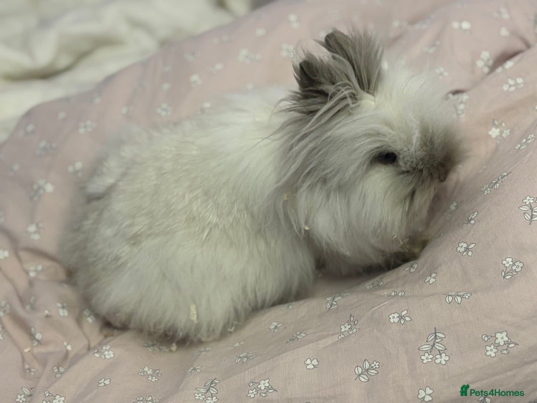 Lionhead rabbits for sale: Darling Lionhead wanting home to call her own  - Advert 3