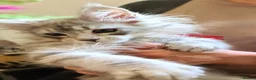 Maine Coon cats for sale: ❤️𝕾𝖙𝖚𝖓𝖓𝖎𝖓𝖌❤️ Maine Coon Kittens Ready - Advert 9