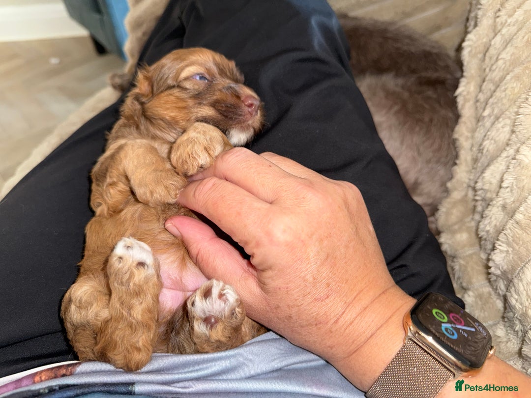 Cockapoo dogs for sale: F2bb Cockapoo Puppies-one red merle girl left ❤️ - Image 5