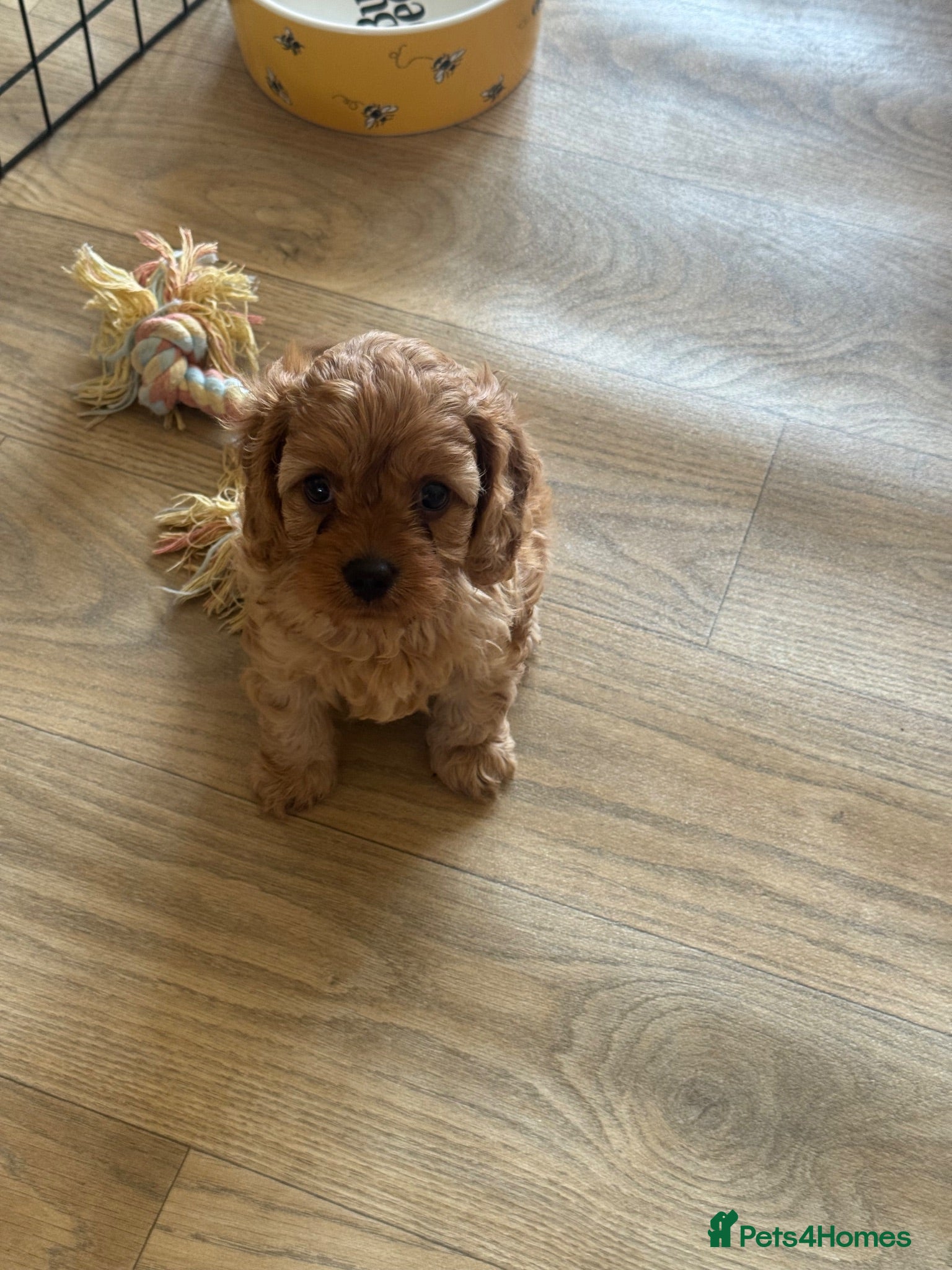 Cavapoo dogs 2 beautiful female cavapoos - Advert 1