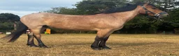 New Forest horses for sale: Smart 4 Year Old PB NF Gelding - Advert 6