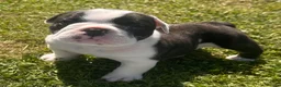 English Bulldog dogs for sale: 🐾 EXCEPTIONAL OLDE ENGLISH BULLDOG PUPPIES 🐾 - Advert 26