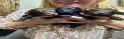 Toy Poodle dogs for sale: 3 stunning toy poodle pups KC registered  - Advert 1
