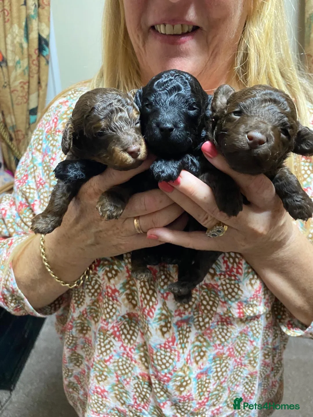 Toy Poodle dogs for sale: 3 stunning toy poodle pups KC registered  - Advert 1