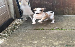 Whippet dogs for sale: Whippet pups ready now  - Image 19