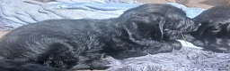 Mixed Breed dogs for sale: Last 3 gorgeous Cockapoo x Ready for new homes - Advert 18