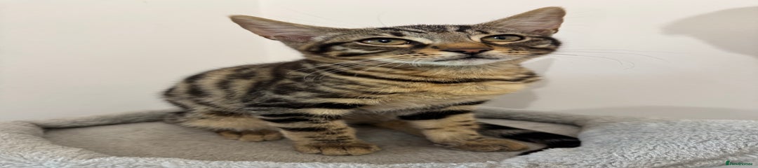 Mixed Bengal Kitten 3