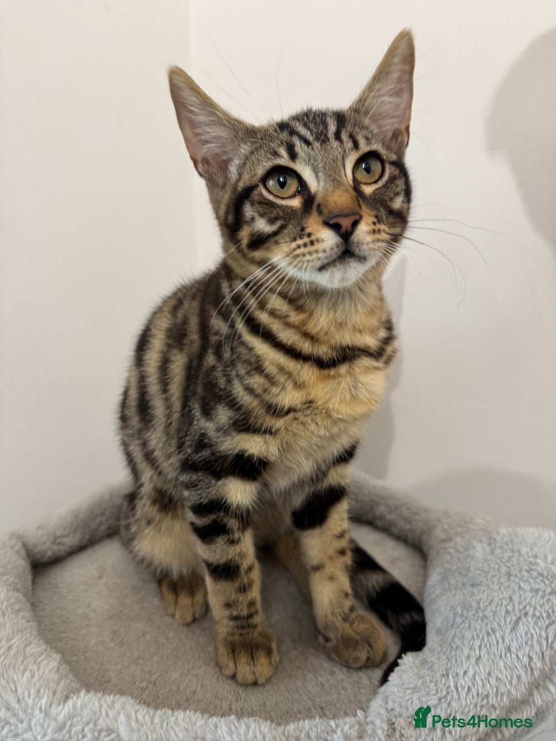 Mixed Breed cats for sale: 5 Beautiful Mixed Bengal Litter ready to go! - Image 6