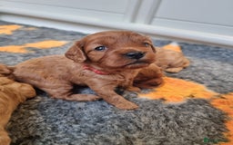 Cavapoo dogs for sale: 🎀 Beautiful F1 Cavapoo Puppies 🎀 - Image 3