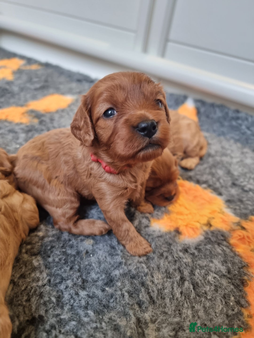Cavapoo dogs for sale: 🎀 Beautiful F1 Cavapoo Puppies 🎀 - Image 3