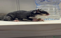 Sugar Glider rodents for sale: Male sugar glider 9 month old  - Image 2