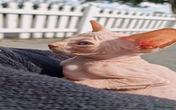 Sphynx cats for sale: Gorgeous Canadian Sphynx kittens, stunning - Image 6