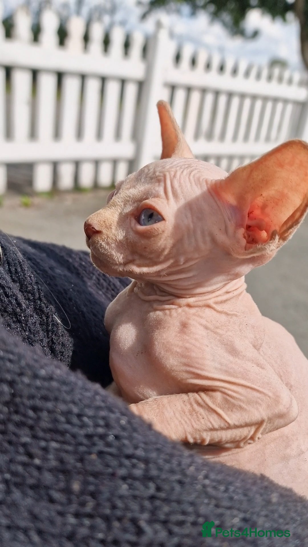 Sphynx cats for sale: Gorgeous Canadian Sphynx kittens, stunning - Image 6