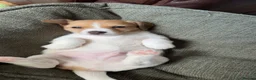 Mixed Breed dogs for sale: Jackshitz puppies looking for forever hokes in Oswestry - Advert 4