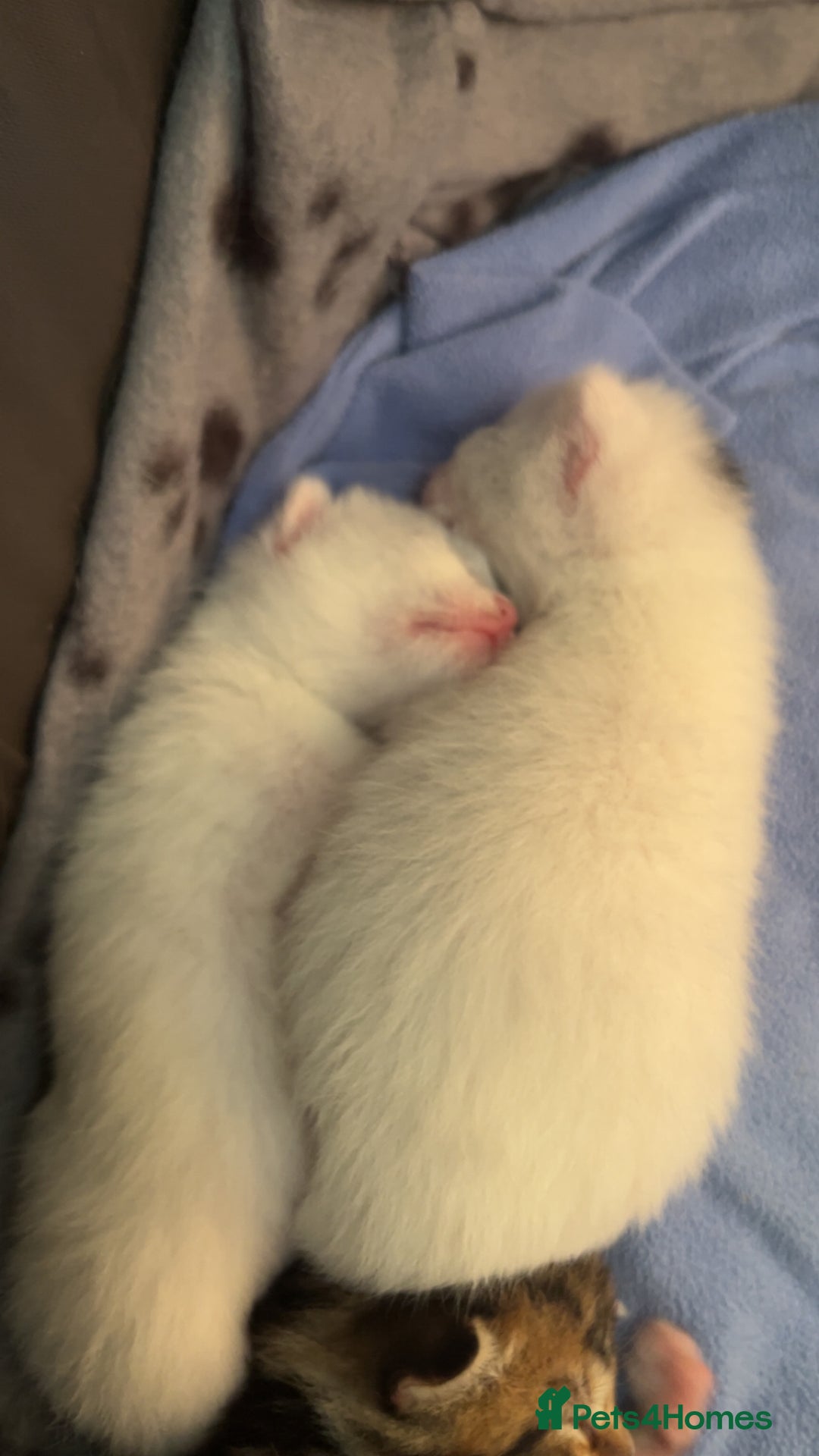 Mixed Breed cats for sale: Three mixed breed kittens for sale - Image 3