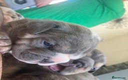 English Bulldog dogs for sale: New English bull dogs  - Image 7