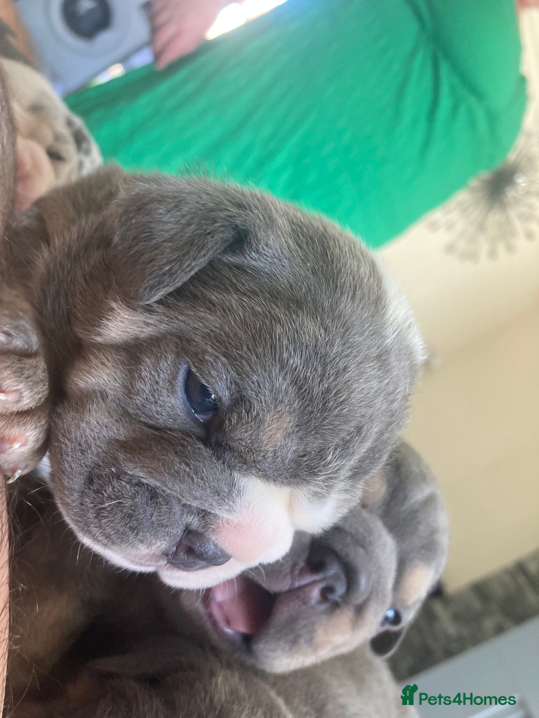 English Bulldog dogs for sale: New English bull dogs  - Image 7