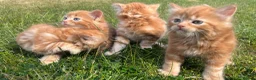 Mixed Breed cats for sale: Cats for sale  in Harlow - Advert 12