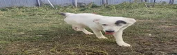 Mixed Breed dogs for adoption: Handsome Albie - Advert 2