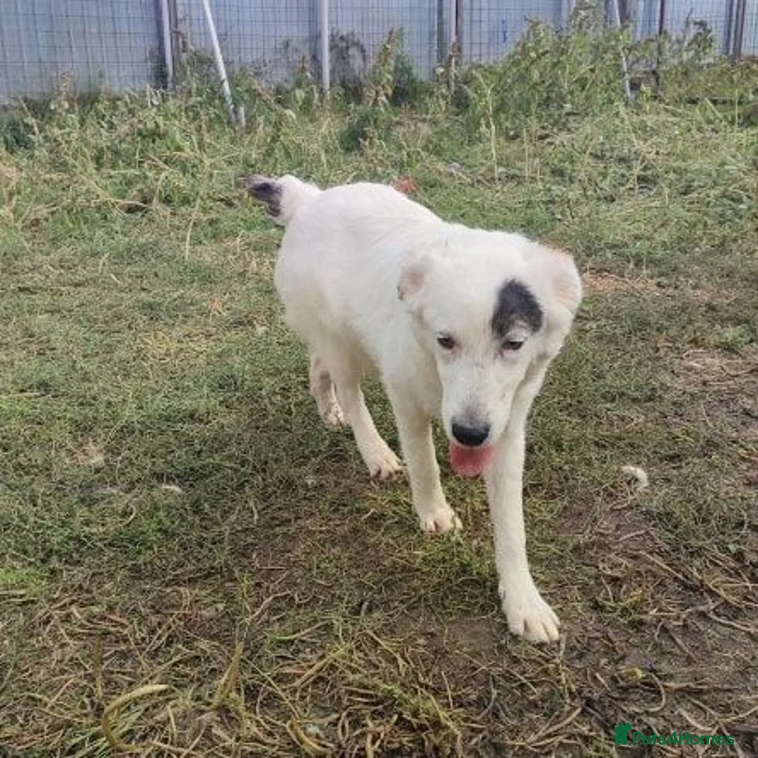 Mixed Breed dogs for adoption: Handsome Albie - Advert 2