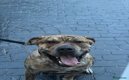 Presa Canario dogs for stud: Gwauro - Pressa X Dutch Herder - Image 2