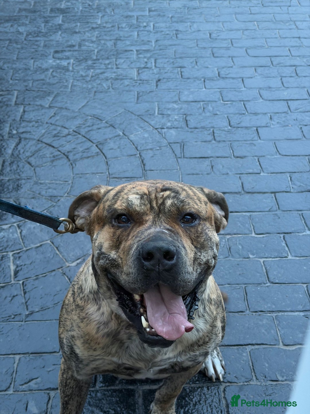 Presa Canario dogs for stud: Gwauro - Pressa X Dutch Herder - Image 2