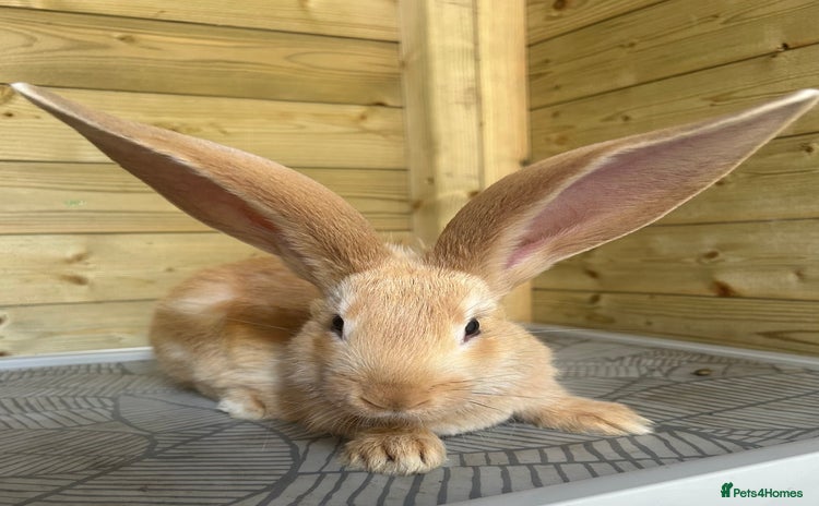 Continental Giant rabbits in Cleckheaton - Advert 8