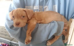 Mixed Breed dogs for sale: 5 cane corso mix puppies - Image 6