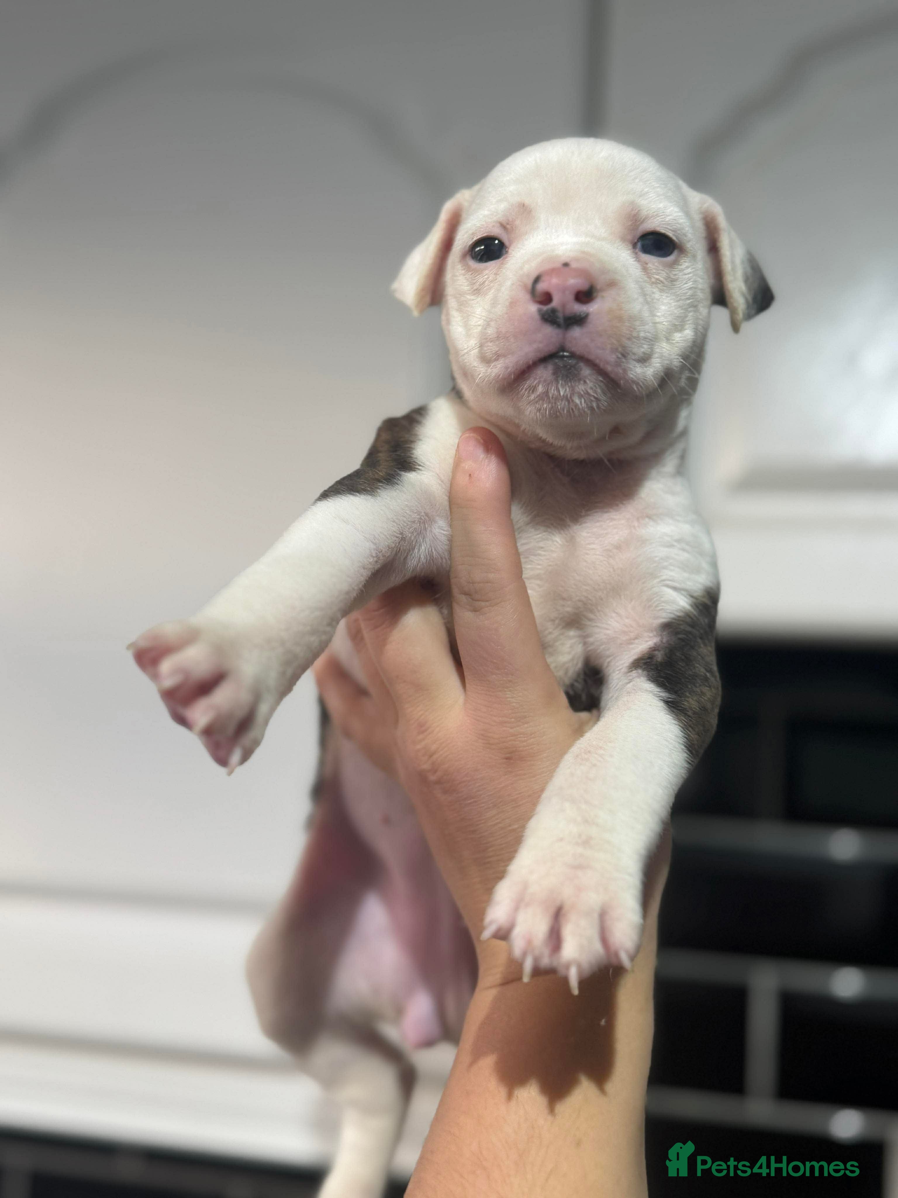 American Bull Staffy dogs American bulldog X staffy pups  - Advert 1