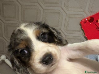 Sprocker dogs Sprocker puppies for sale - Advert 6