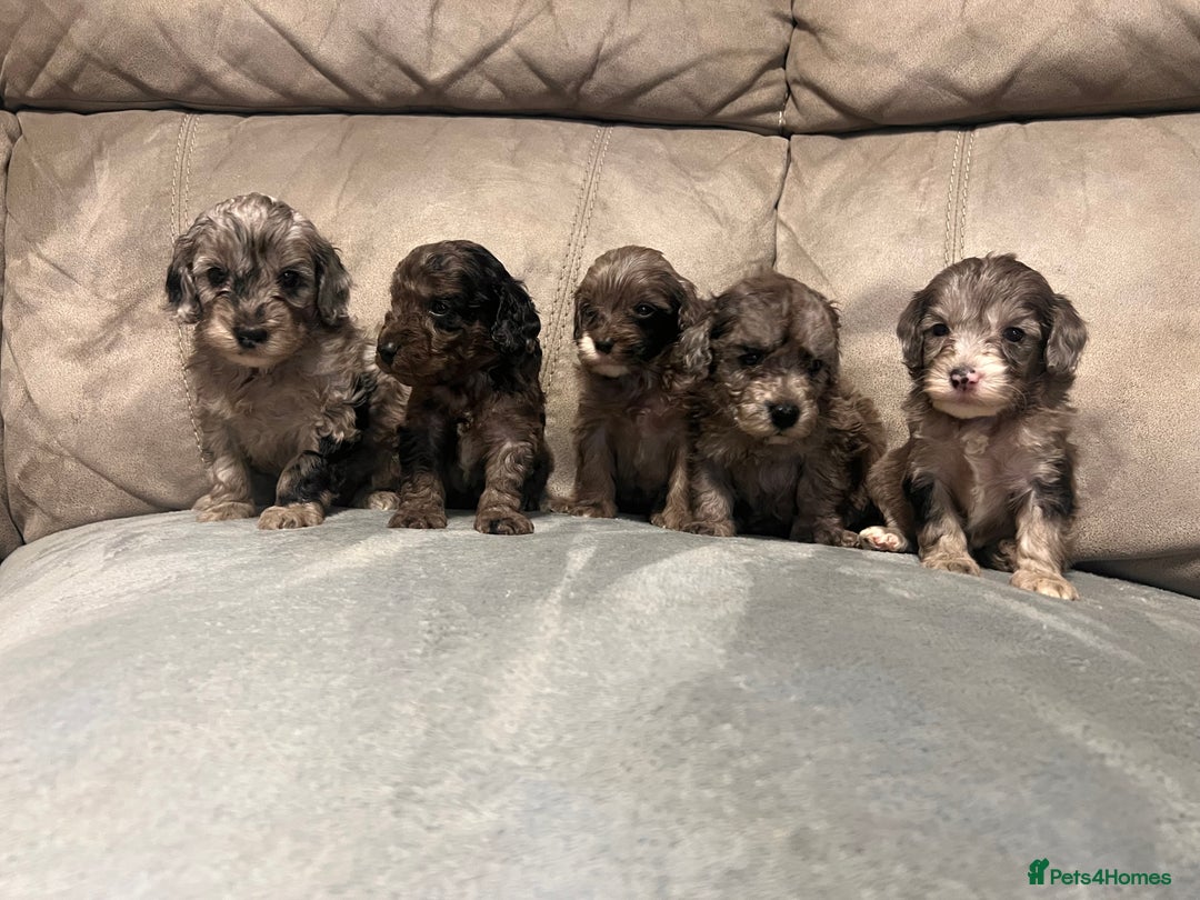 Cockapoo dogs for sale: 🐶F1 Cockerpoo Pups – Merle, Chocolate, Apricot 🐶 - Image 12