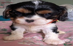 Cavalier King Charles Spaniel dogs for sale: KC Health Tested Cavalier King Charles Puppy  - Image 6