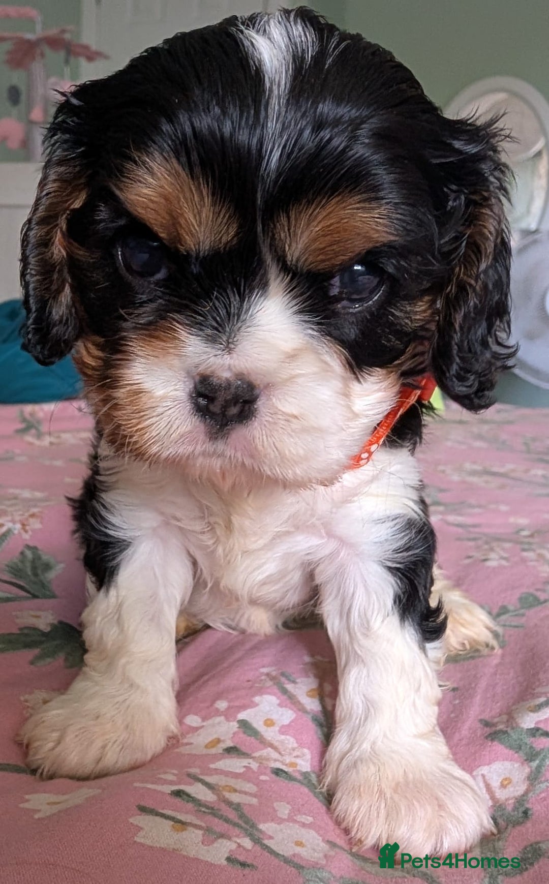 Cavalier King Charles Spaniel dogs for sale: KC Health Tested Cavalier King Charles Puppy  - Image 6