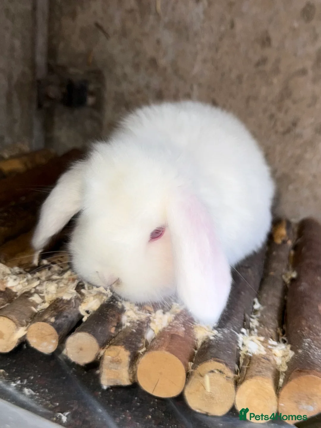 Mini Lop rabbits for sale: Exceptional BRC mini lops  - Advert 6