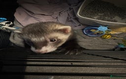 Ferret rodents for sale: 2 hob ferrets for sale - Image 2